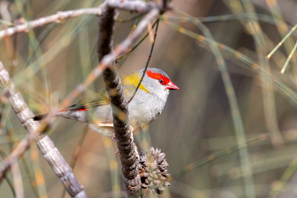 Red-browed Firetail - ML621801491