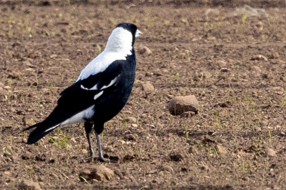 Australian Magpie (White-backed) - ML621801501