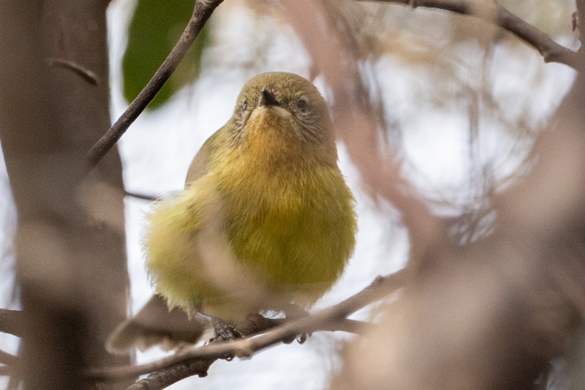 Yellow Thornbill - ML621801506