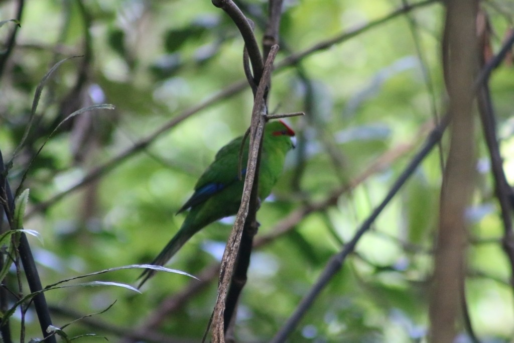 Red-crowned Parakeet - ML621801566