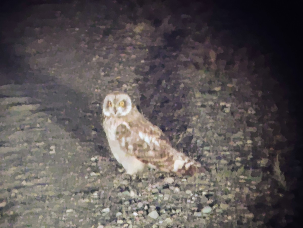 Short-eared Owl (Northern) - ML621801568