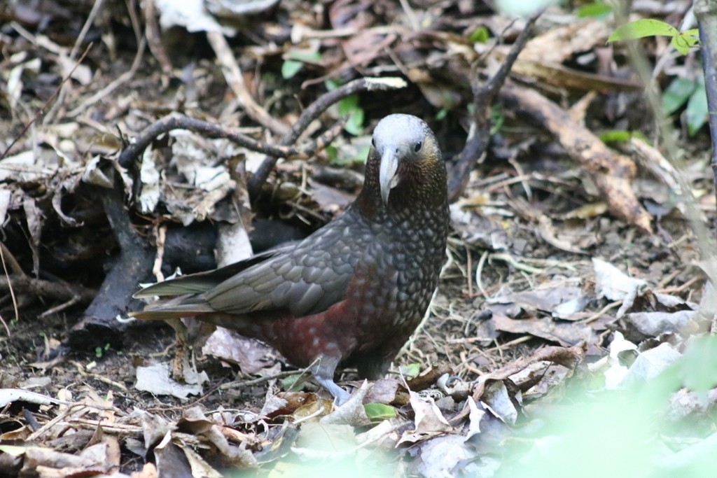 New Zealand Kaka - ML621801570