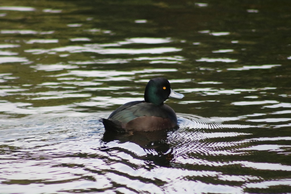 New Zealand Scaup - ML621801572