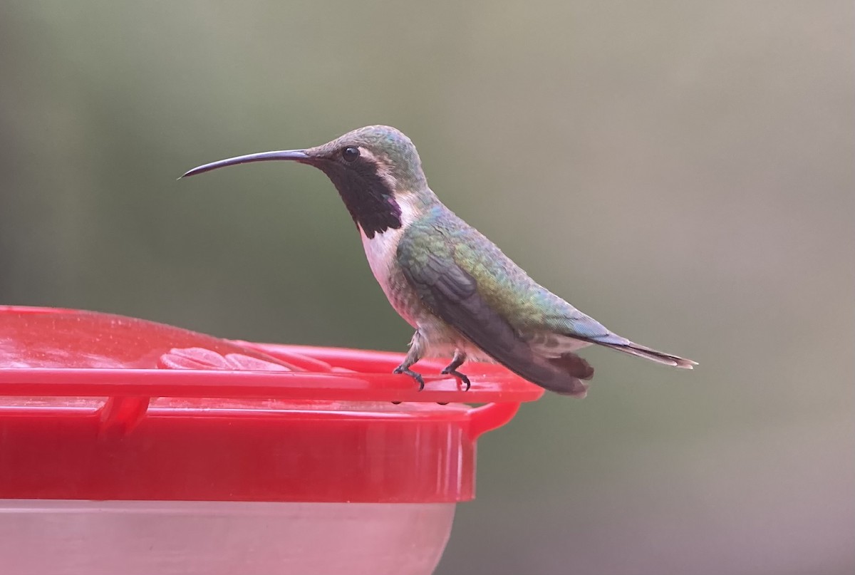 Lucifer Hummingbird - ML621801579