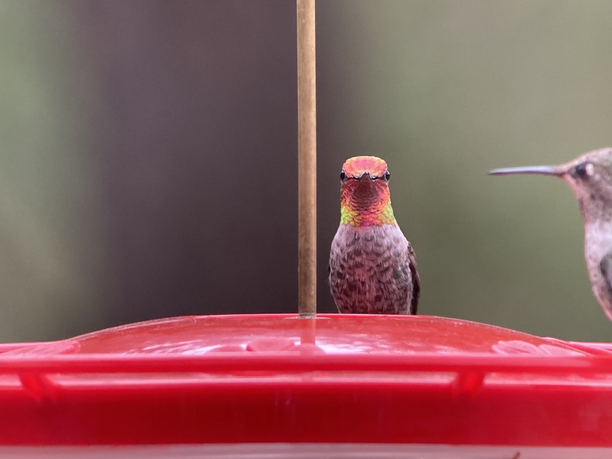 Anna's Hummingbird - Barry Zimmer