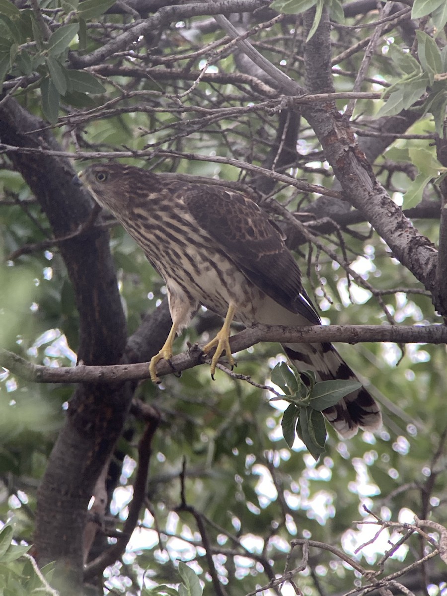 Cooper's Hawk - ML621801583