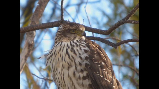 Chilean Hawk - ML621801641