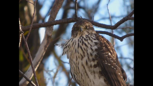 Chilean Hawk - ML621801666