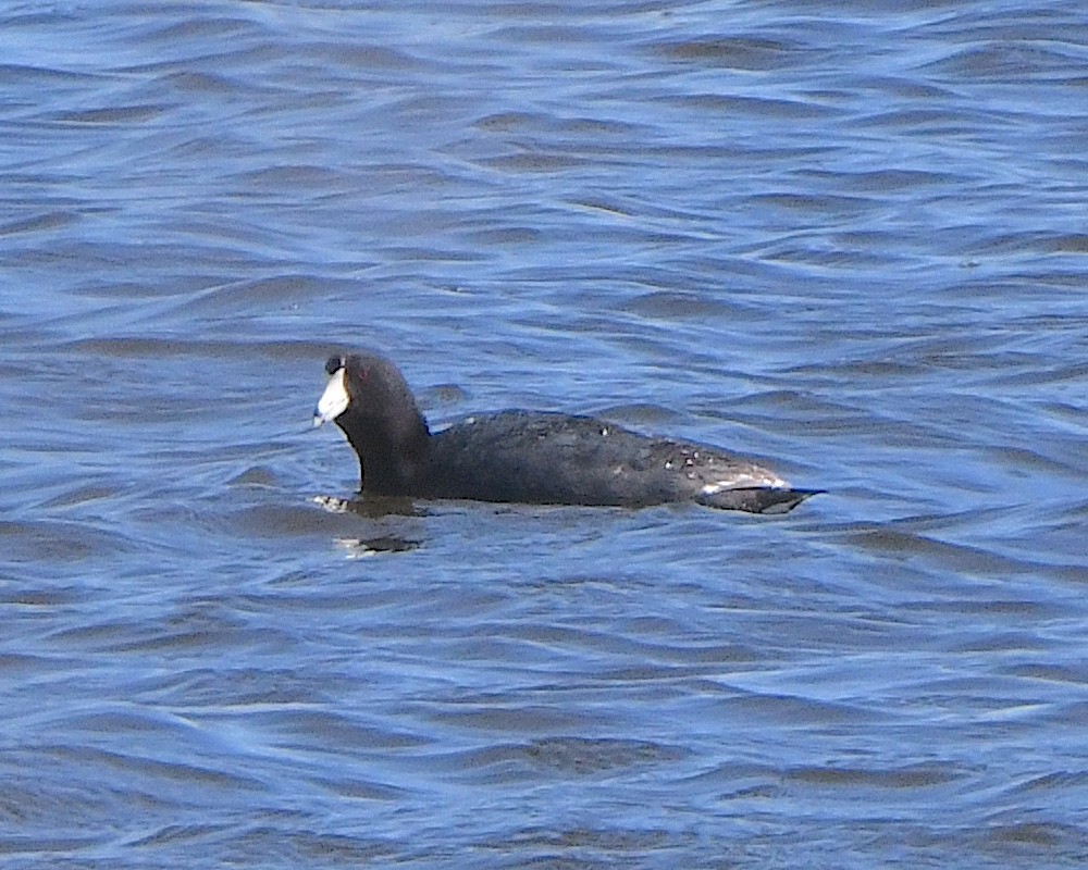 American Coot - ML621801705