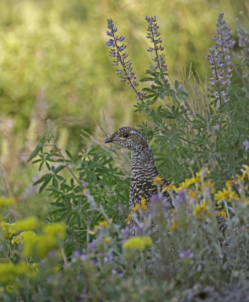 Sooty Grouse - ML621801715