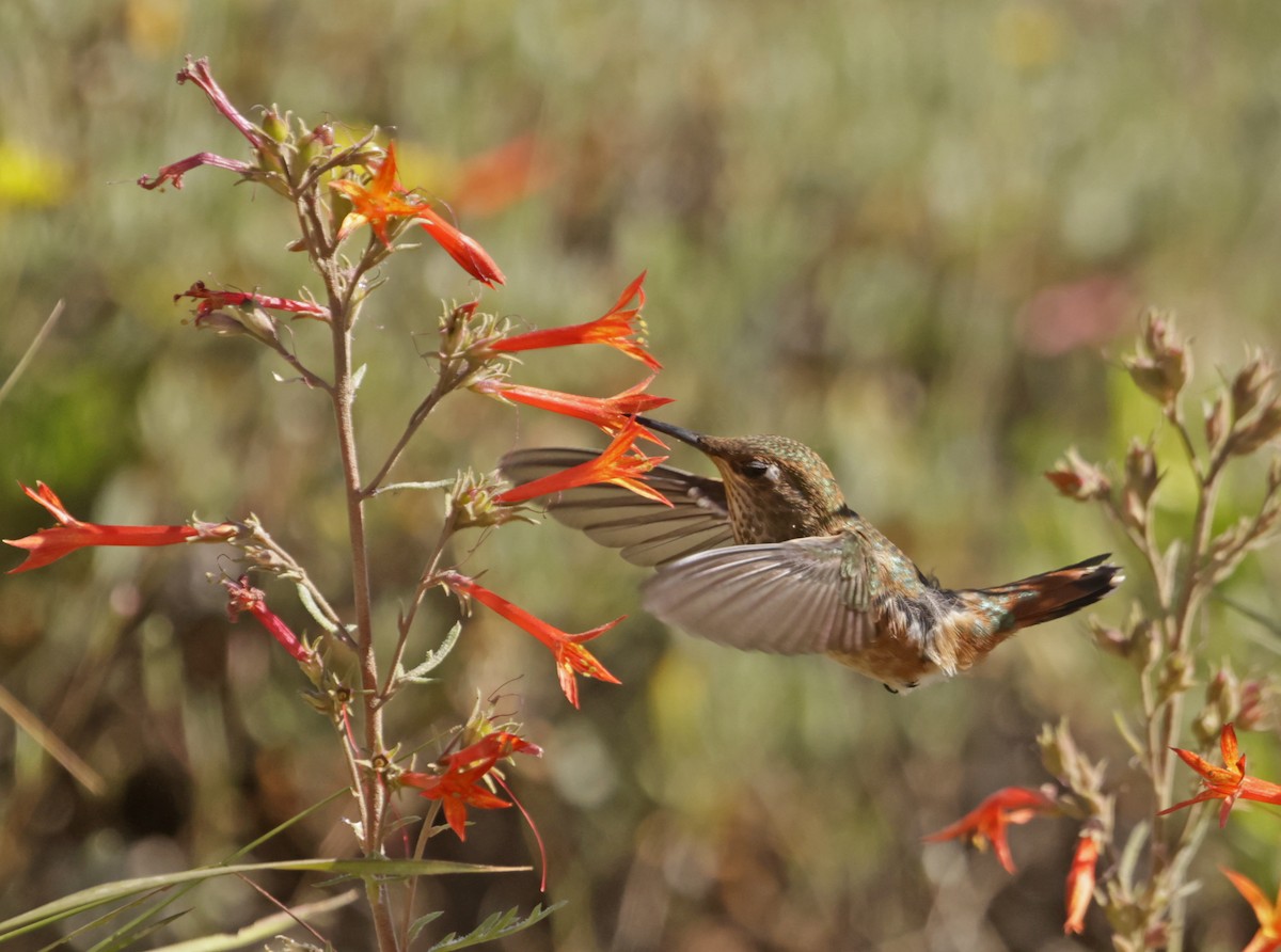 Rufous Hummingbird - ML621801716