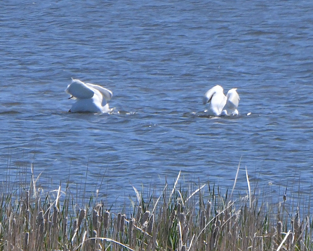 American White Pelican - ML621801720