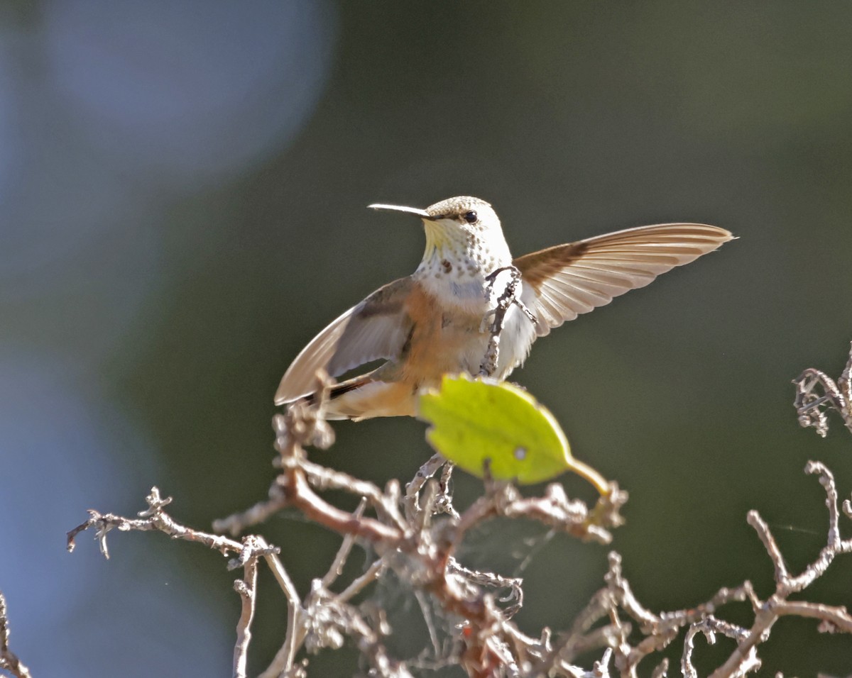 Calliope Hummingbird - ML621801766