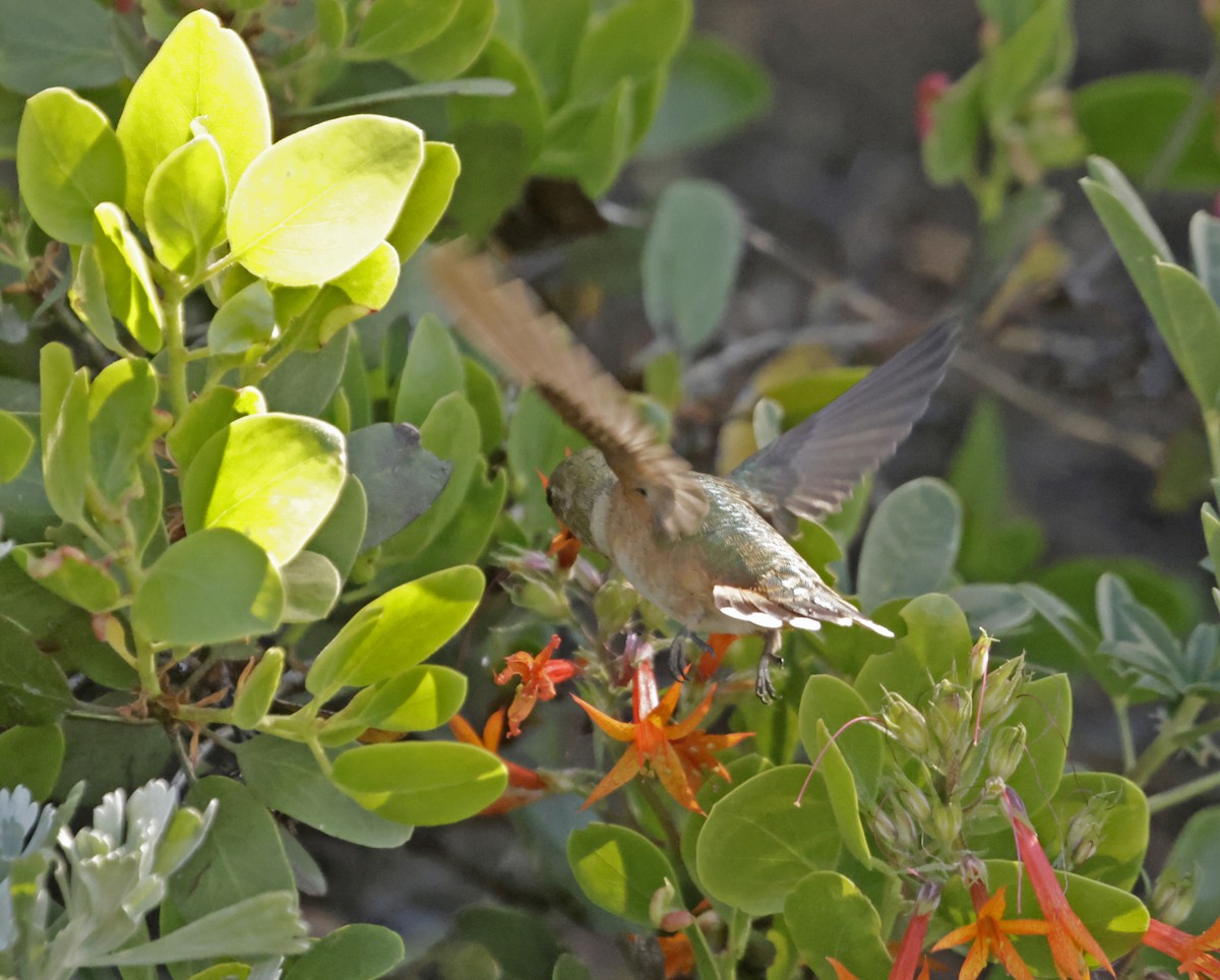 Calliope Hummingbird - ML621801767