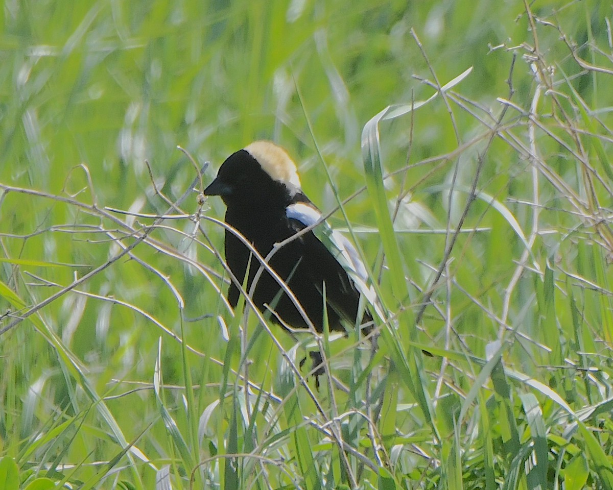 Bobolink - ML621801771