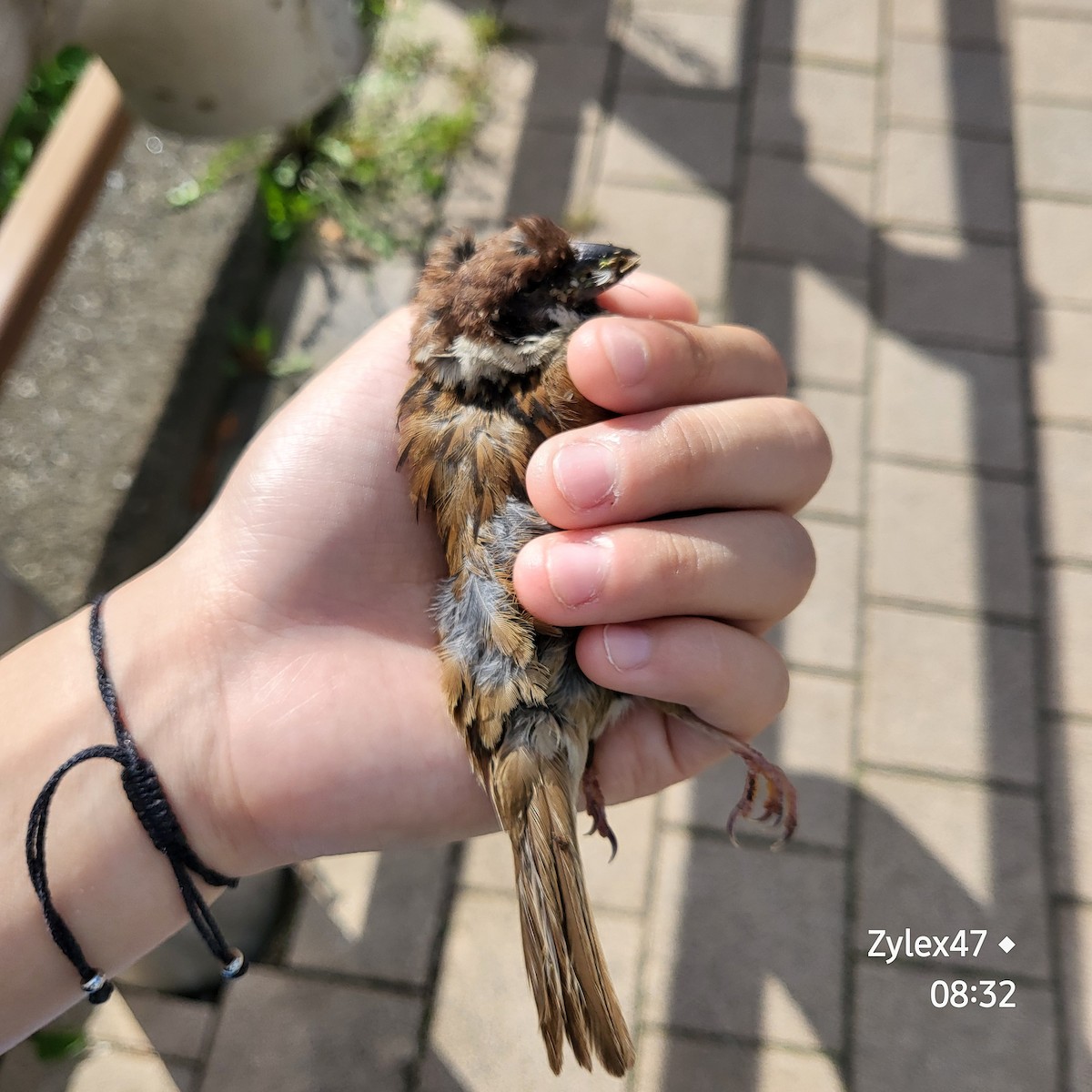 Eurasian Tree Sparrow - ML621801826