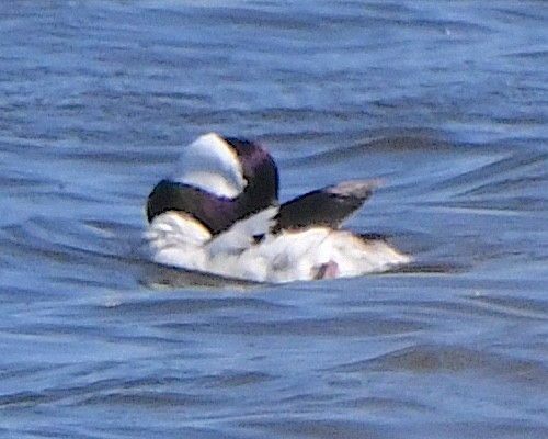 Bufflehead - ML621801835