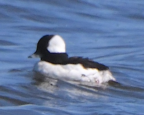 Bufflehead - ML621801842