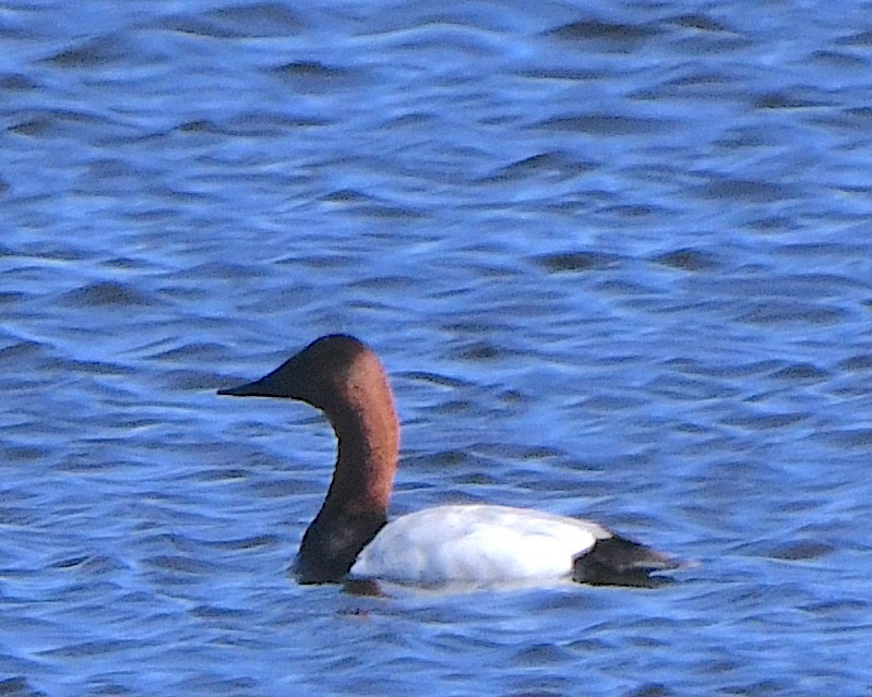 Canvasback - ML621801872