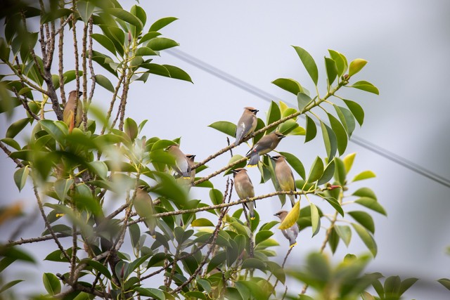 Cedar Waxwing - ML621801886