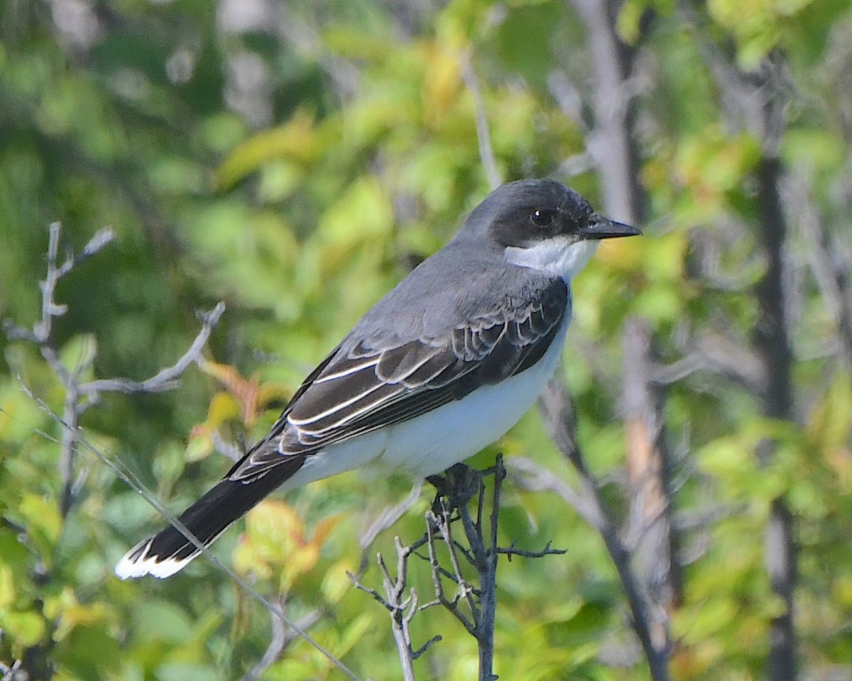 Eastern Kingbird - Ted Wolff