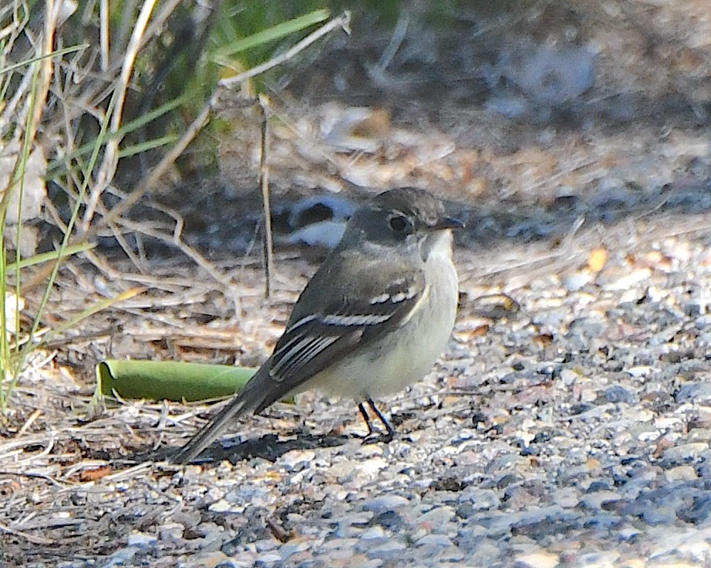 Eastern Phoebe - ML621801963