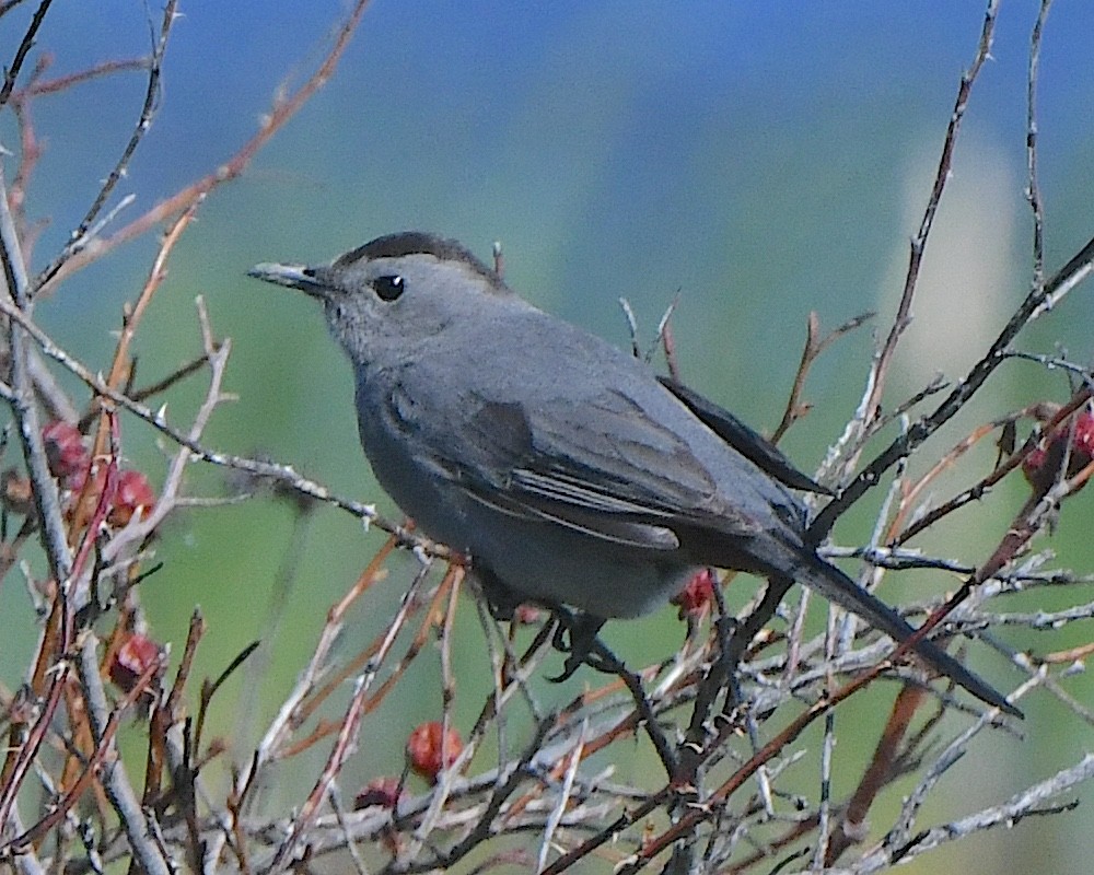 Pájaro Gato Gris - ML621801981