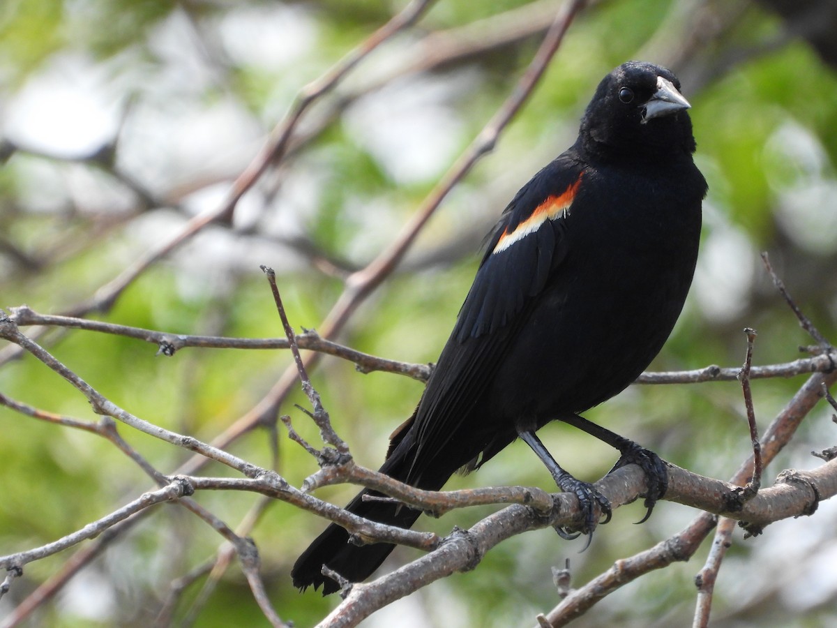 Red-winged Blackbird - ML621801990