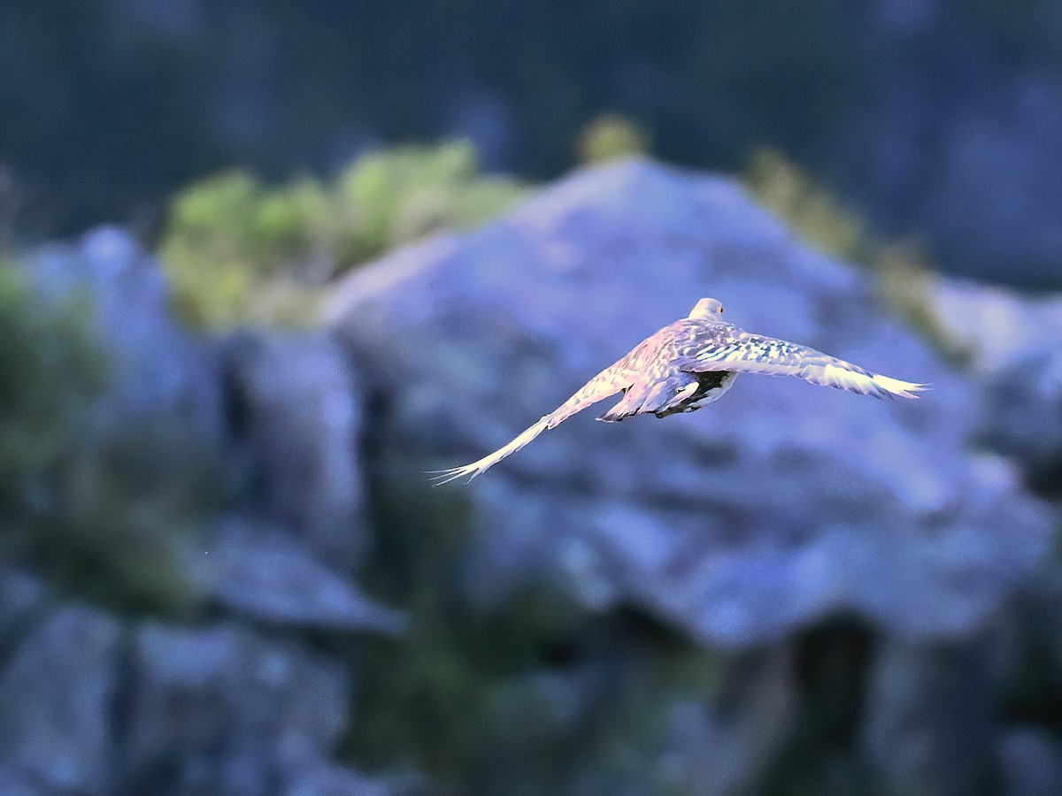 Altai Snowcock - ML621801991