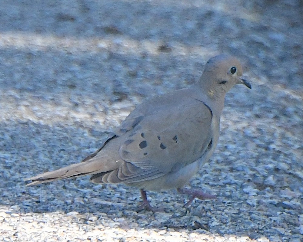 Mourning Dove - ML621801994