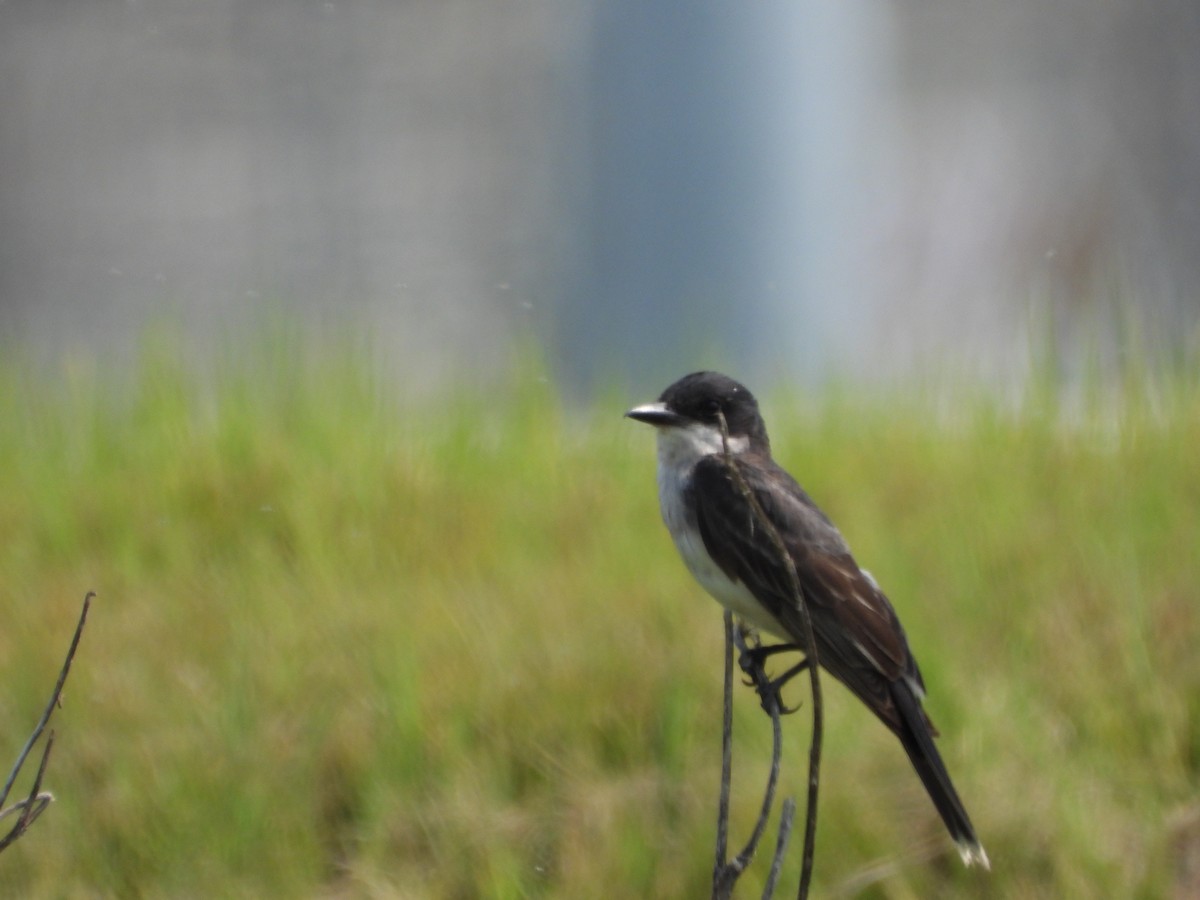 Eastern Kingbird - ML621802002