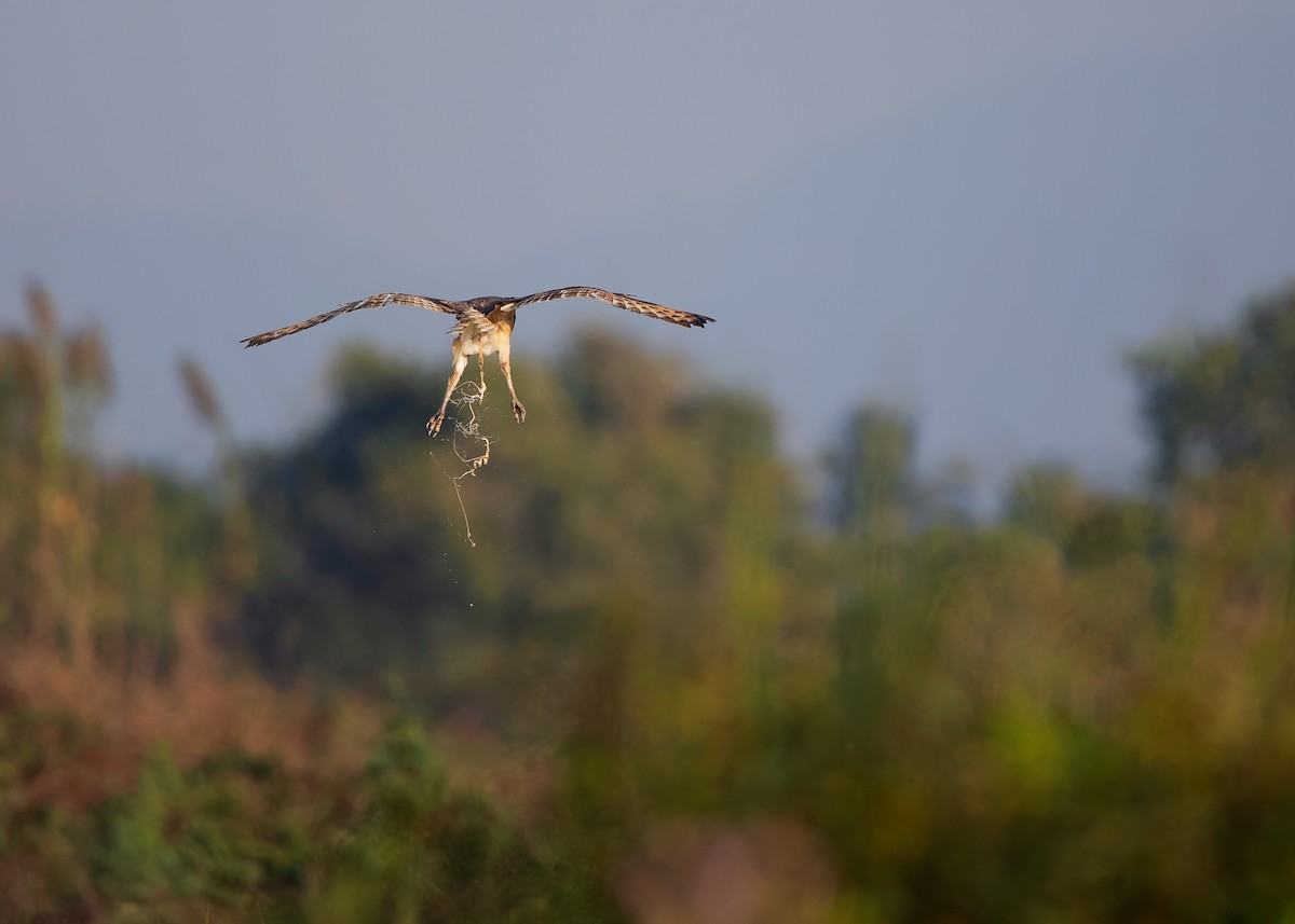 Australasian Grass-Owl - ML621802003