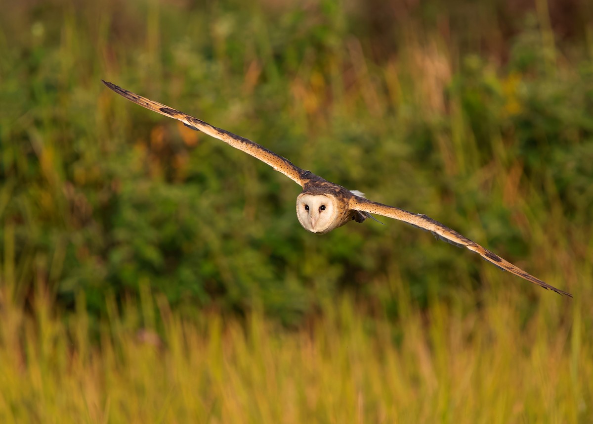 Australasian Grass-Owl - ML621802004