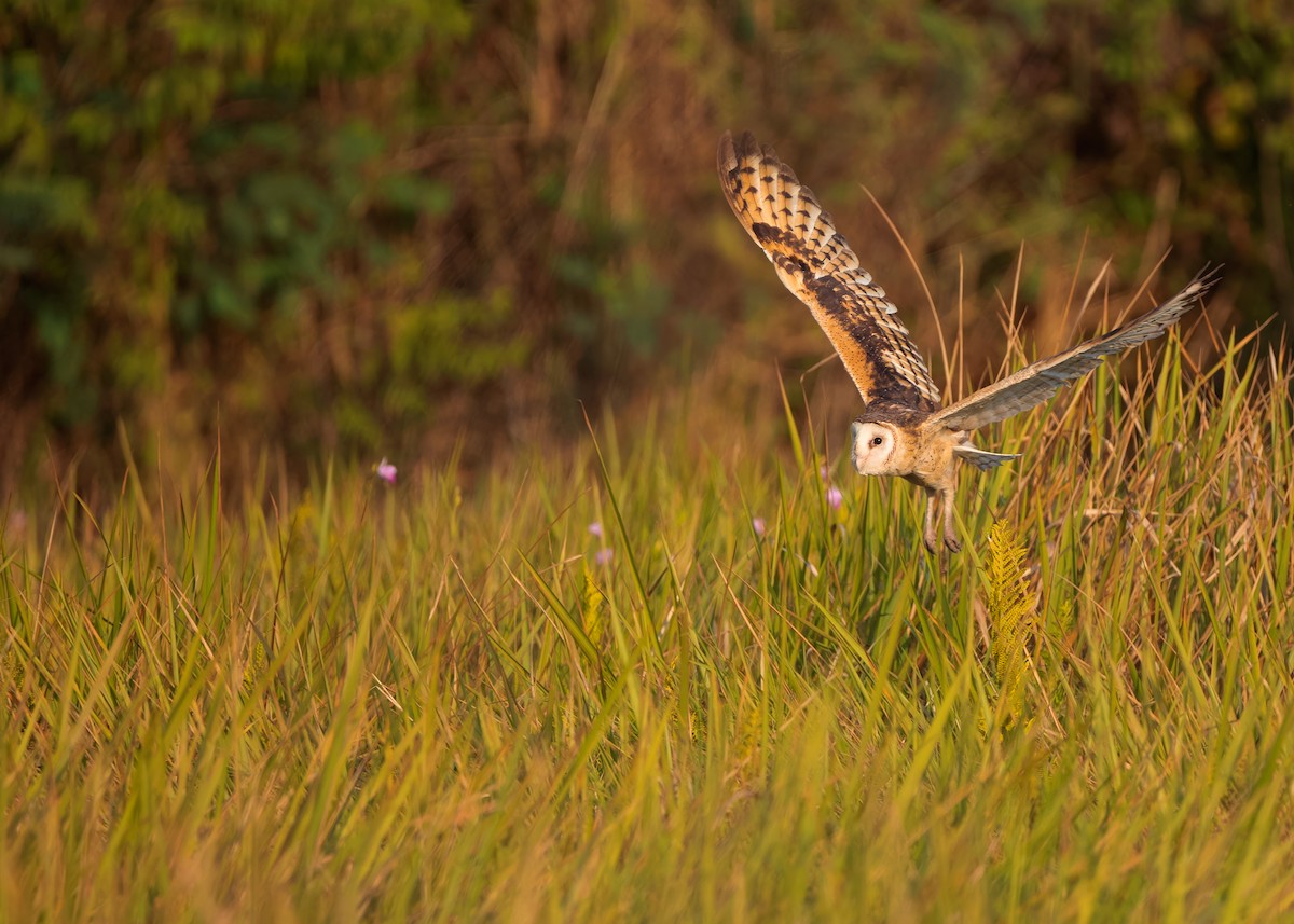 Australasian Grass-Owl - ML621802005