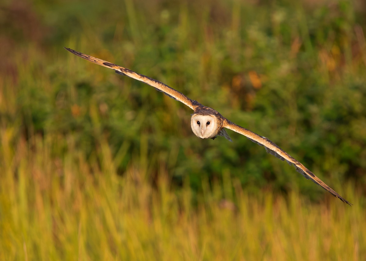 Australasian Grass-Owl - ML621802006