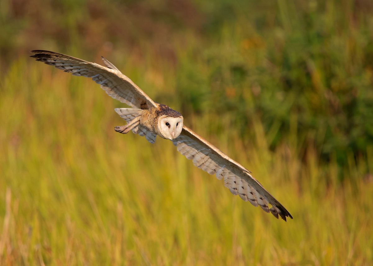 Australasian Grass-Owl - ML621802007