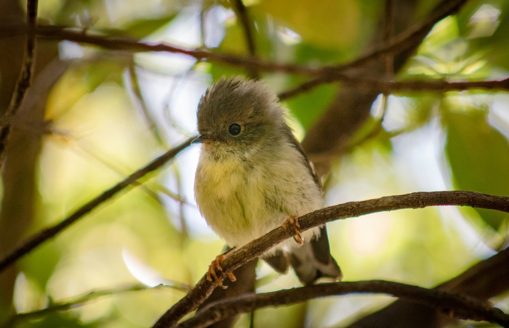 Tomtit - ML621802009