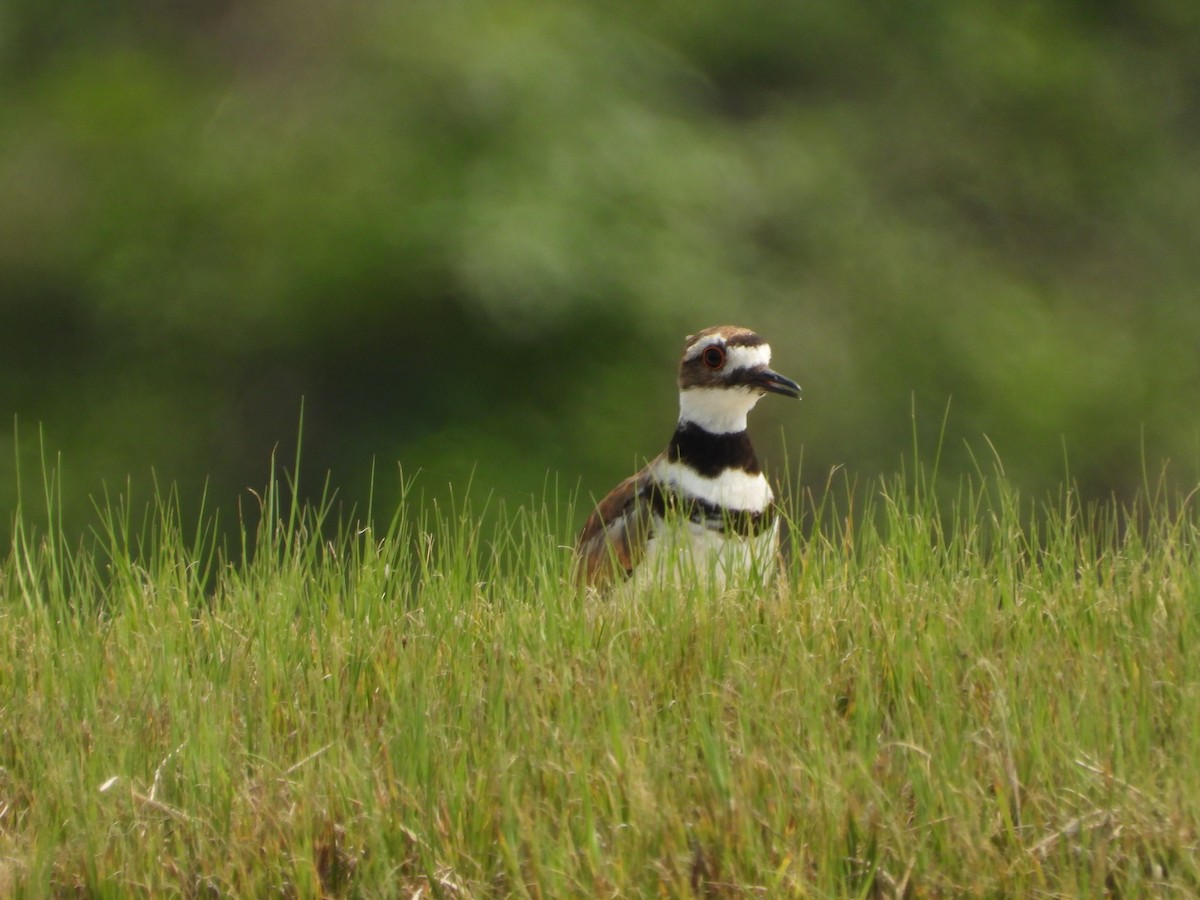 Killdeer - ML621802011