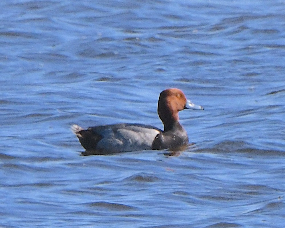 Redhead - ML621802018