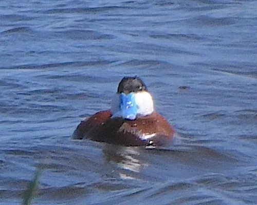 Ruddy Duck - ML621802029