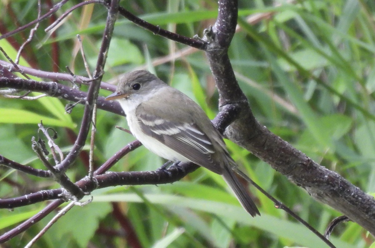 Willow Flycatcher - ML621802047