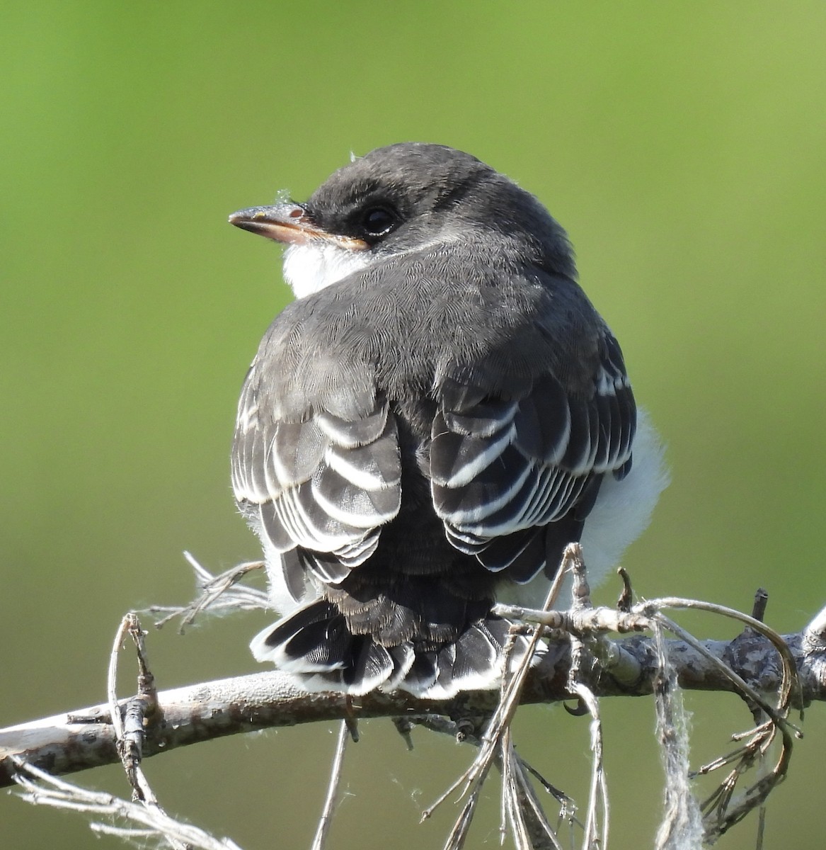 Eastern Kingbird - ML621802052