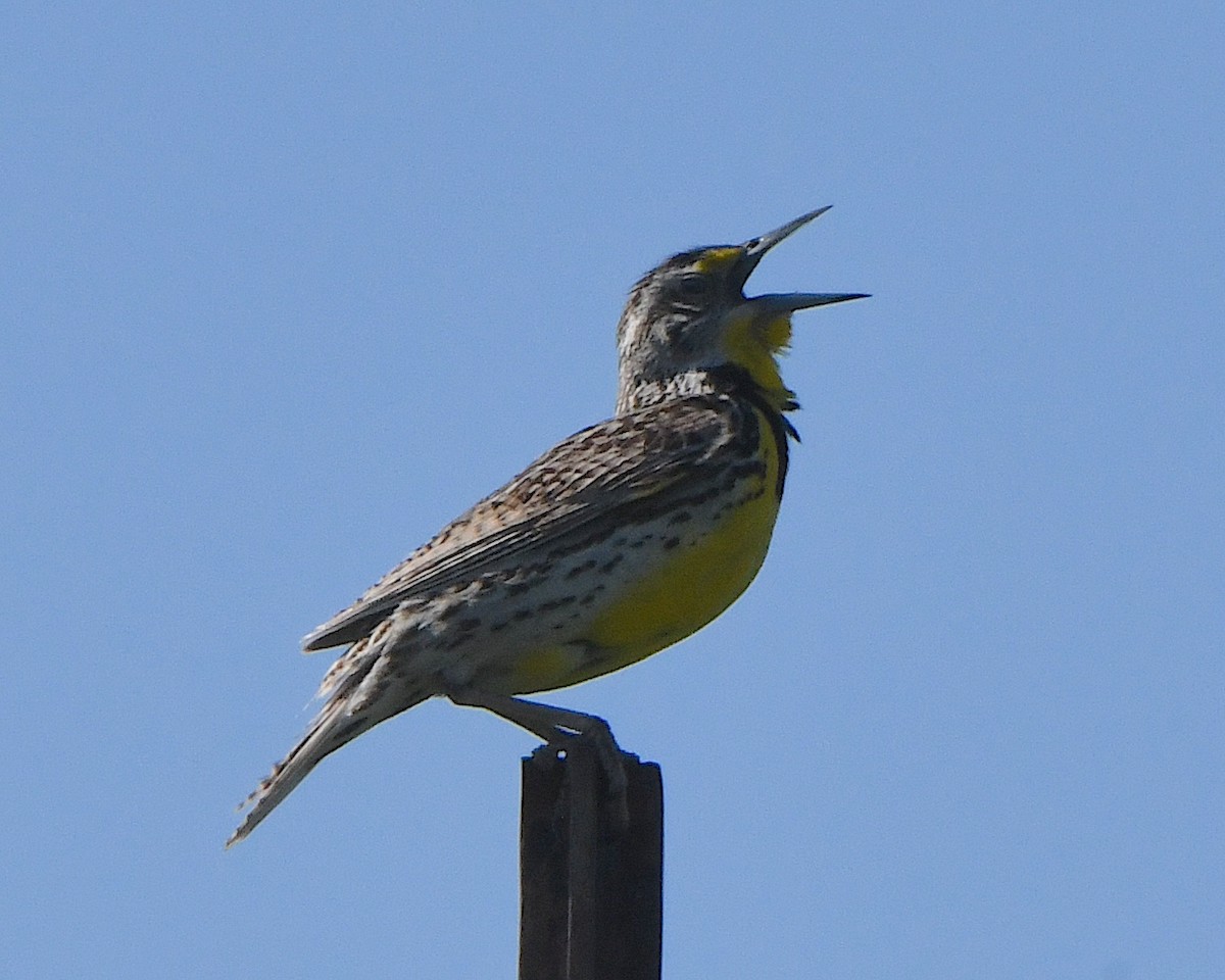 Western Meadowlark - ML621802053