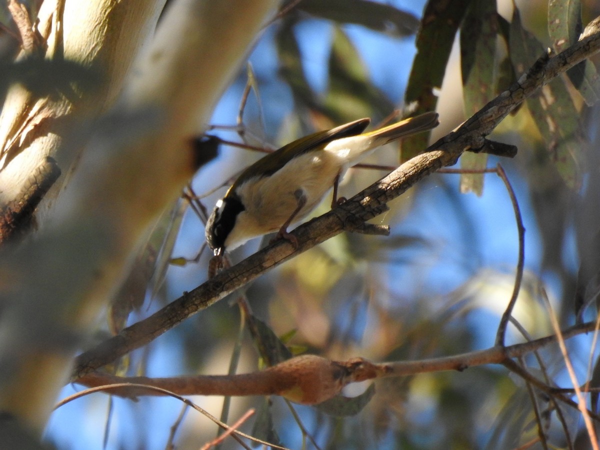 White-throated Honeyeater - ML621802059