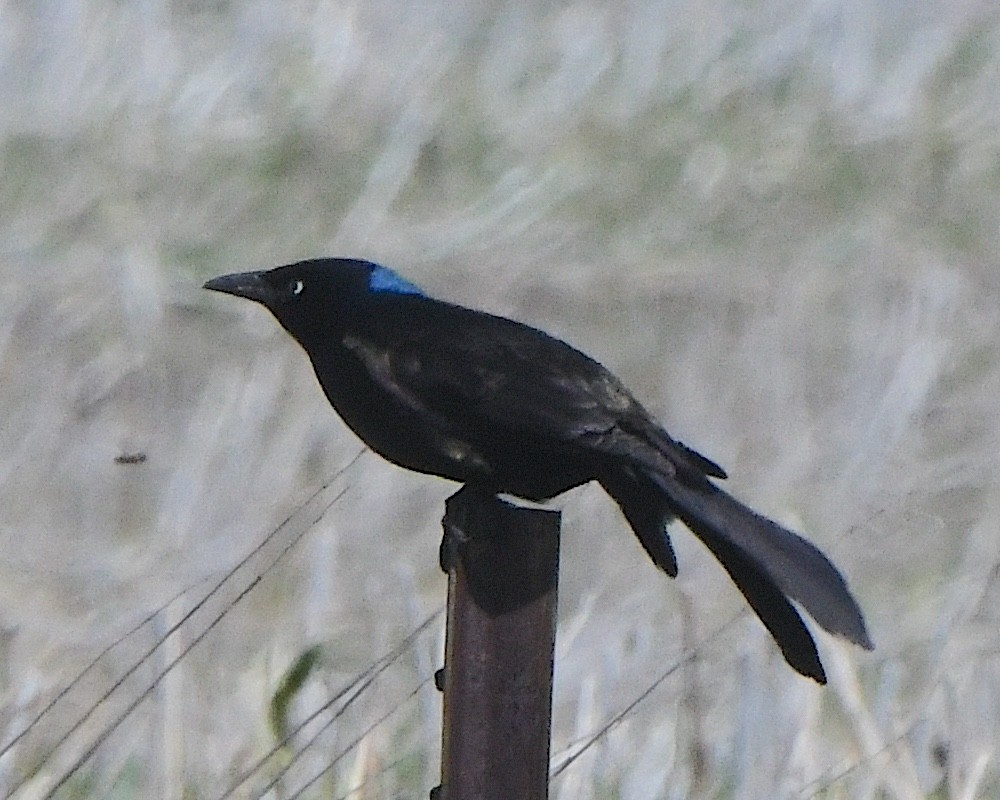 Common Grackle - ML621802117