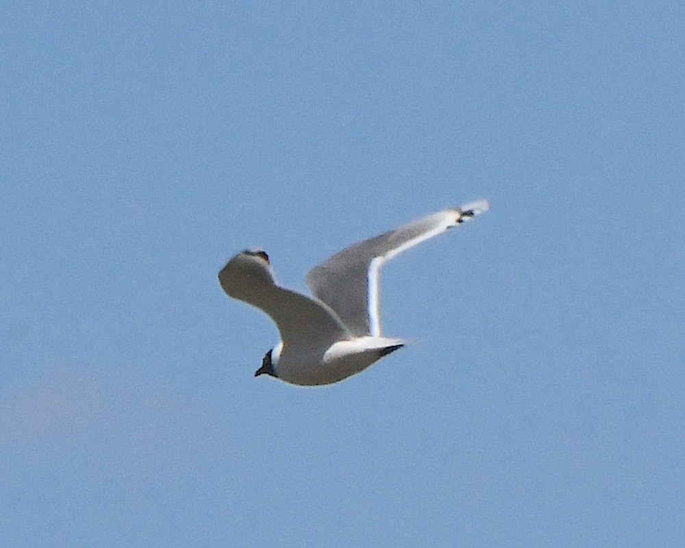 Franklin's Gull - ML621802127