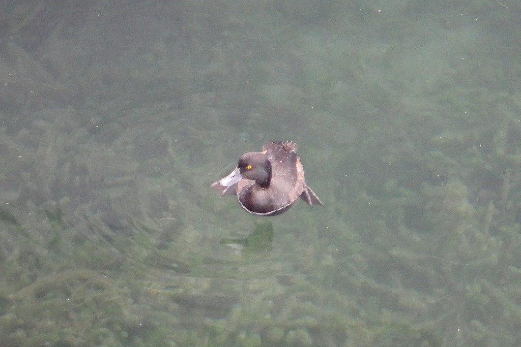 New Zealand Scaup - ML621802128