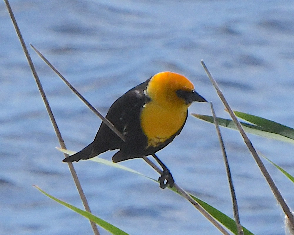 Yellow-headed Blackbird - ML621802157