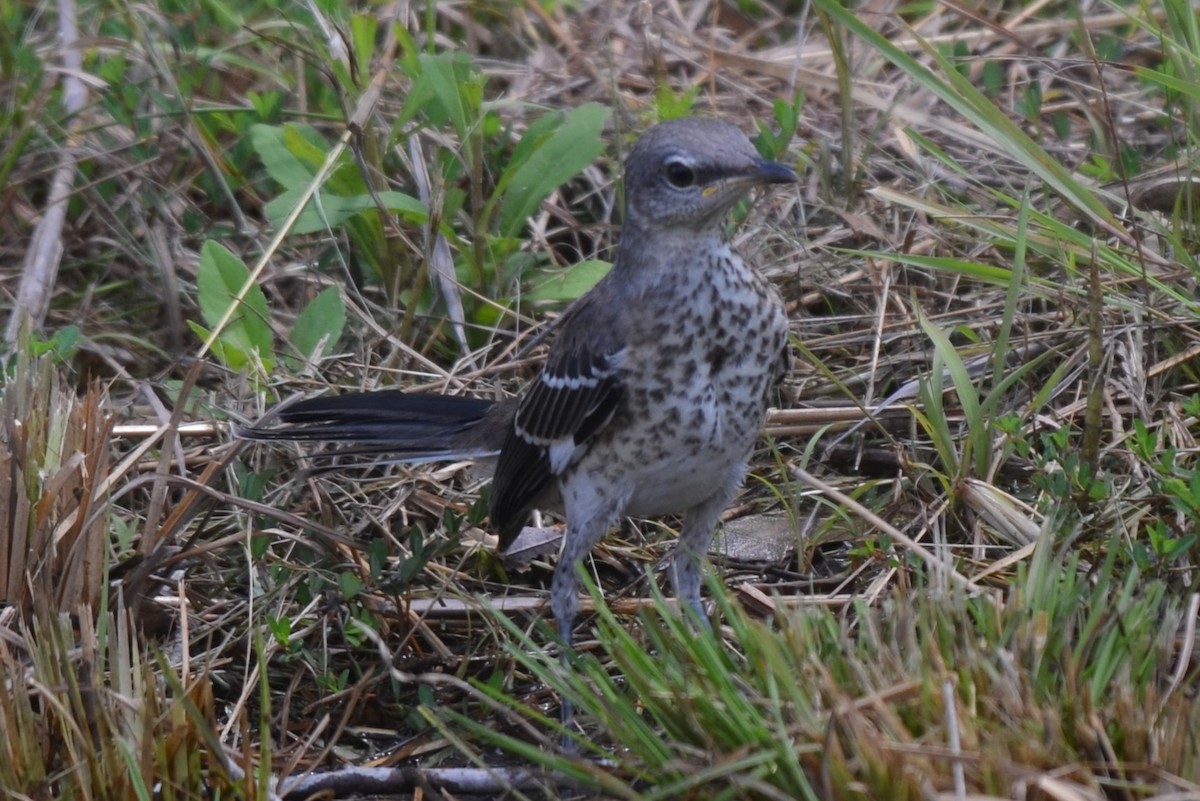 Northern Mockingbird - ML621802185