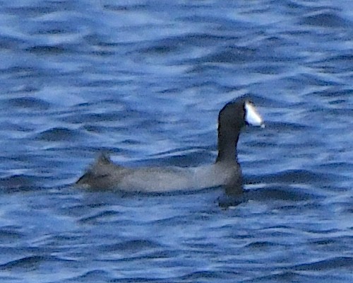 American Coot - ML621802188